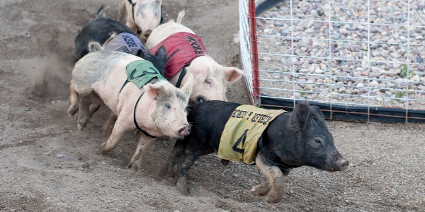pig race at Bear Creek Saloon