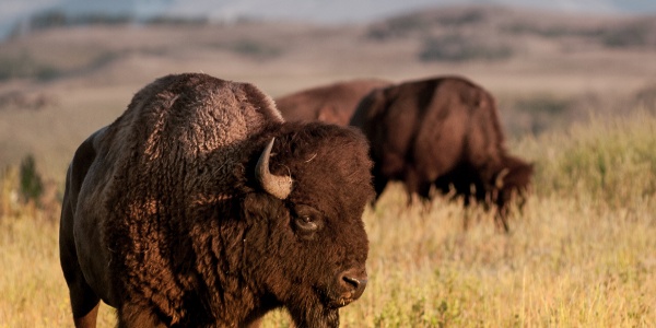 Bison herd, Blackfeet Indian Reservation
