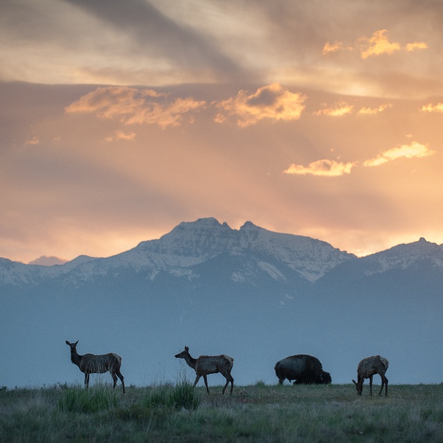 scenic view of wildlife in National Bison Range