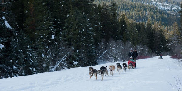 A team of sledding dogs pulling sleds through snow cover trails surrounded by pine trees