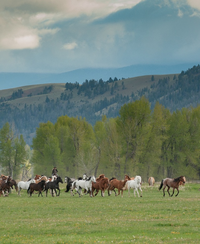 A herd of Horses galloping in a field at the Ranch at Rock Creek near Philipsburg