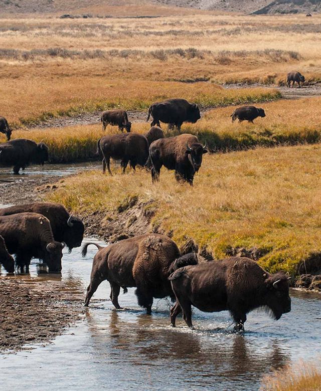A herd of bison wading in a creek in the Lamar Valley of Yellowstone National Park
