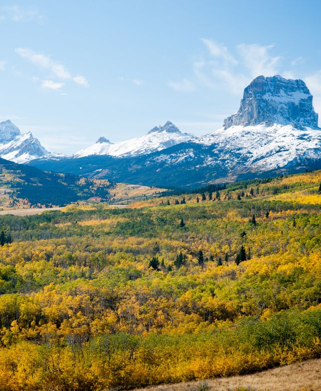Rolling hills covered by trees in brilliant fall colors with Chief Mountain against a blue sky in the background.