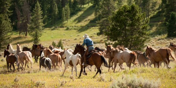 Horseback Riding