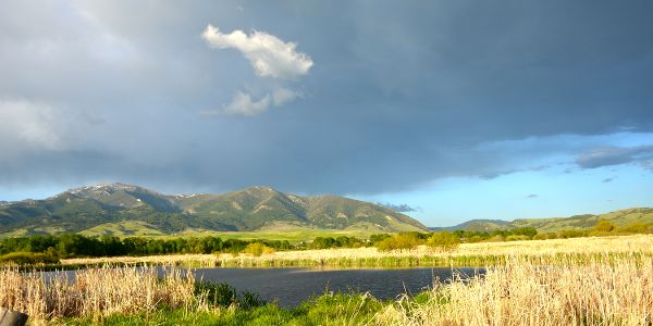 meadow near downtown