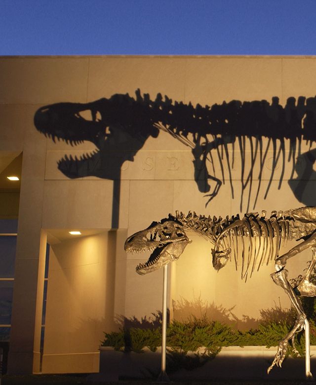 Giant shadow of a t-rex dinosaur projected on the side of the Museum of the Rockies
