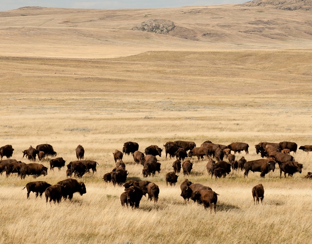 Bison in a field