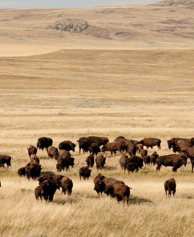 Bison in a field