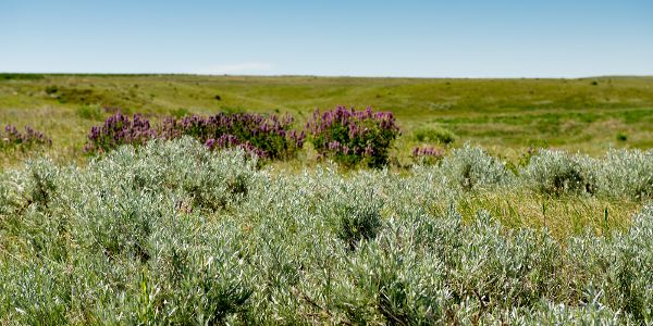 Fork Belknap Indian Reservation