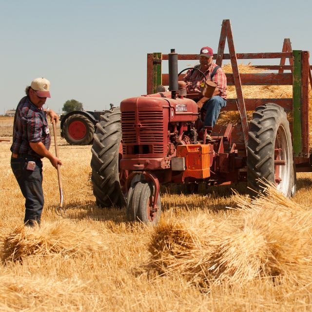 Huntley Project Threshing Bee