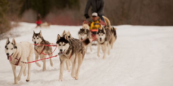 Absaroka Dogsled Treks