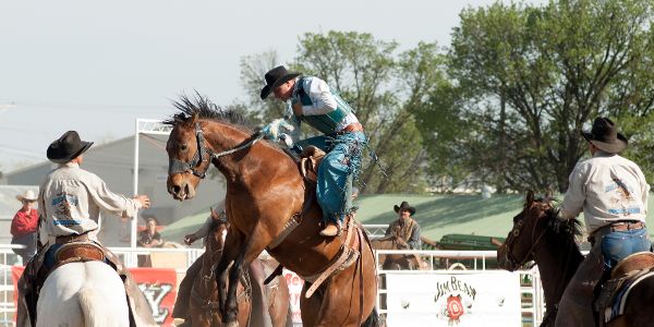 Bucking Horse Sale