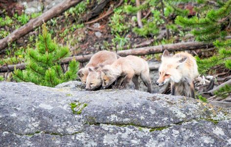 Fox on a hill, looking at viewer.