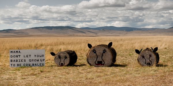 Montana Bale Trail
