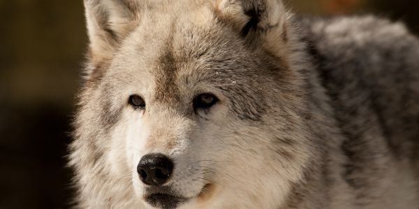 Grizzly & Wolf Discovery Center