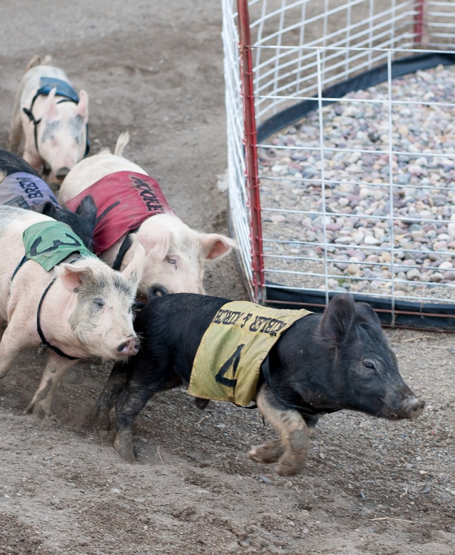 Bear Creek Saloon & Steakhouse pig race