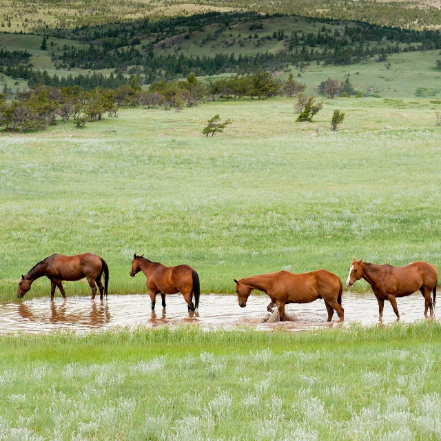 central montana