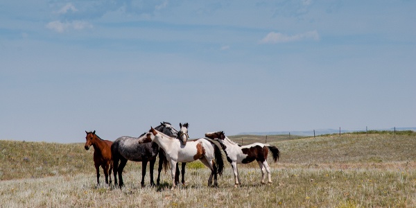 horses on plains