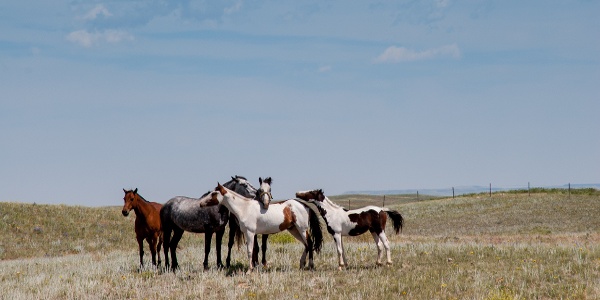 horses on a hill