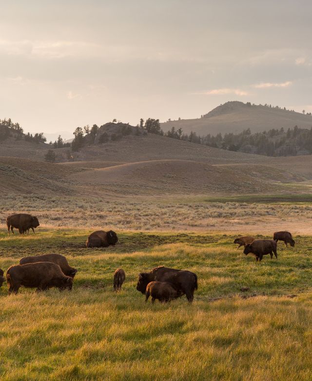 Montana bison in a field