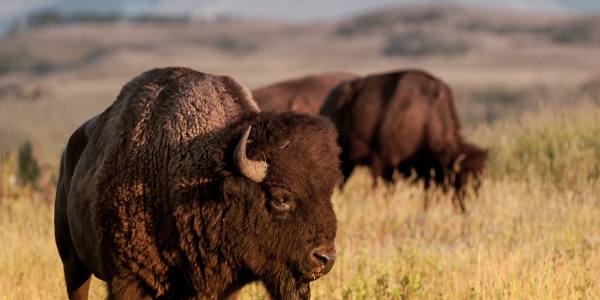 Montana bison