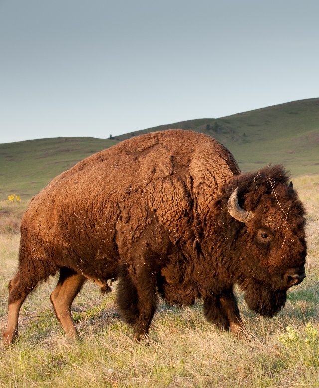 National Bison Range