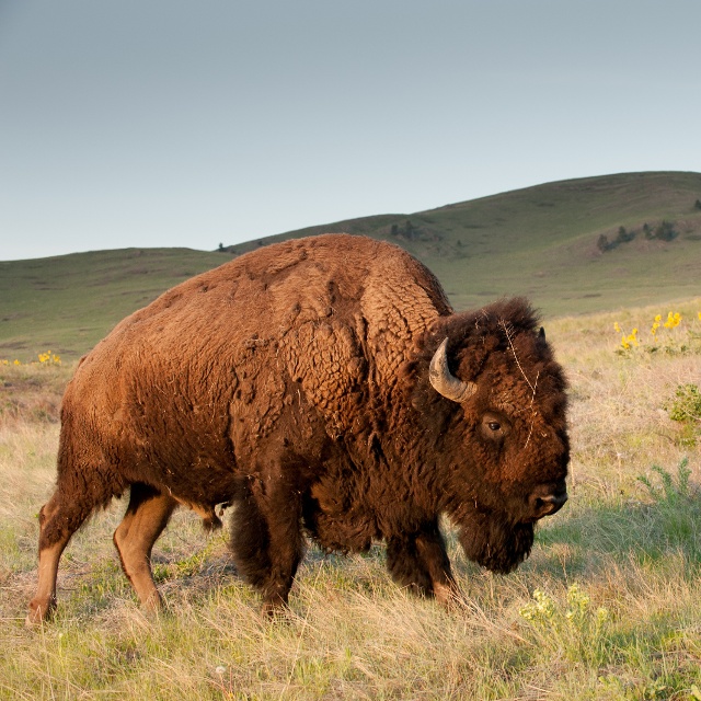 bison range