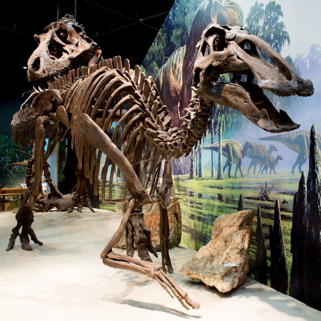 dinosaur display at museum