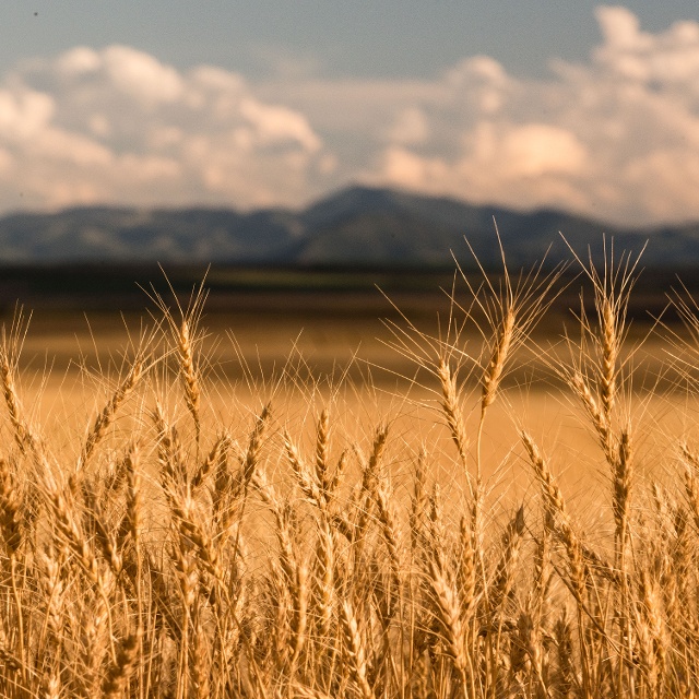 central montana