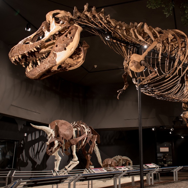 dinosaur exhibit at the Museum of the Rockies