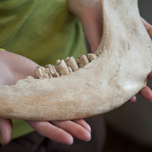 girl holding jawbone of a Bison