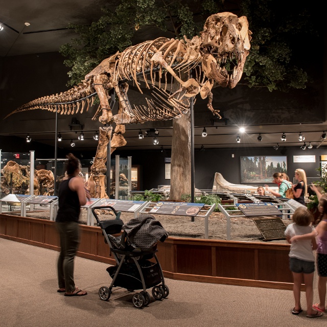 dinosaur at the museum of the rockies