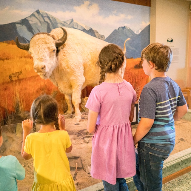 kids looking at the white bison at the montana historical society