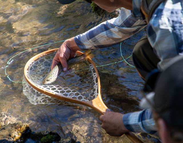 man catching fish in fishing net