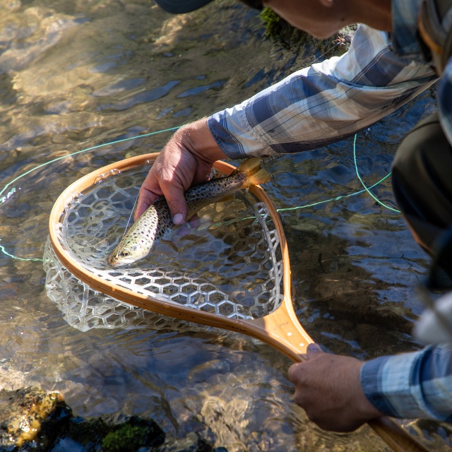 trout fish