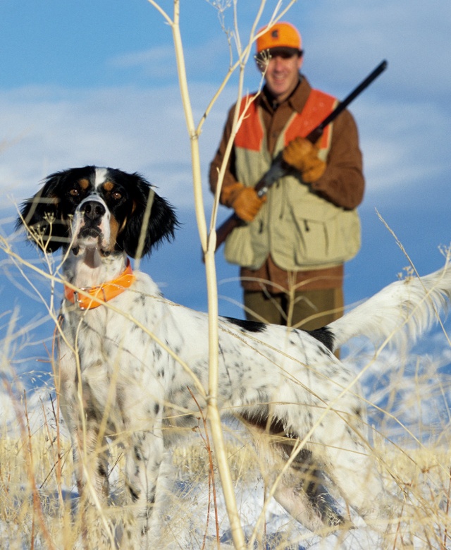 Winter upland bird hunter and English setter hunting dog