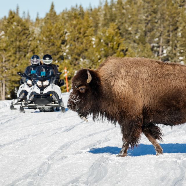 snowmobiles passing a bison