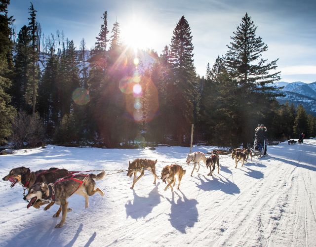 Dog Sledding