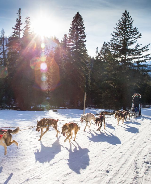 Dog Sledding