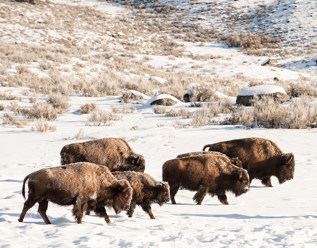 Winter bison
