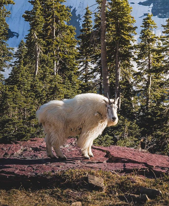 A lone mountain goat against a stand of pine trees