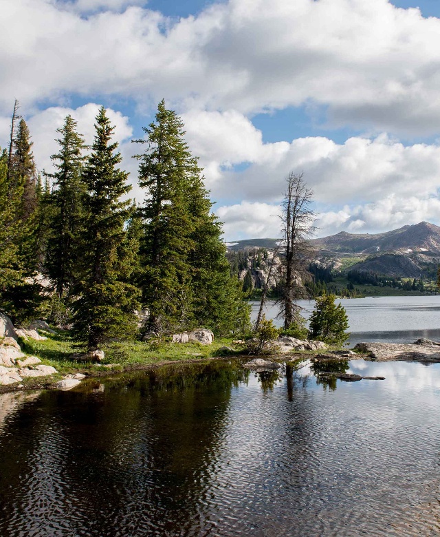 A view of a mountain lake through a stand of pine trees