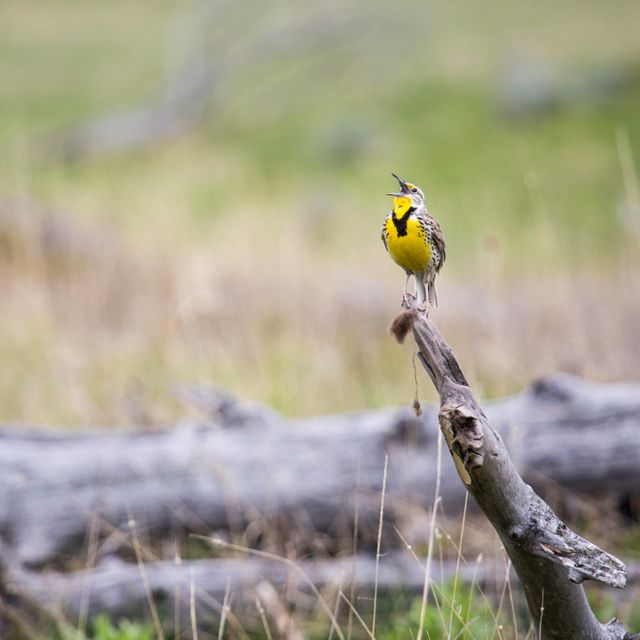 Meadowlark in Lamar Valley