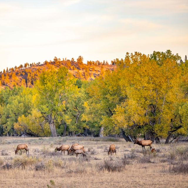 Elk in the CMR National Wildlife Refuge