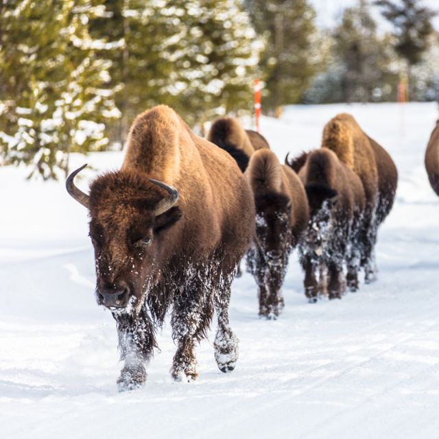 bison walking down a snowy road